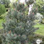 Pinus parviflora Glauca : H 30/40 cm : ctr 6 L